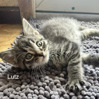 Lutz C11252