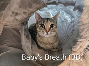 Baby's Breath