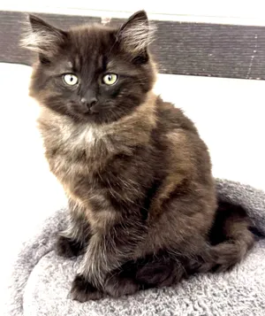 Shash-Mr. Personality, super soft sweetheart