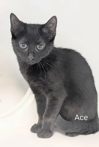 Ace