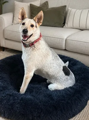 Jax