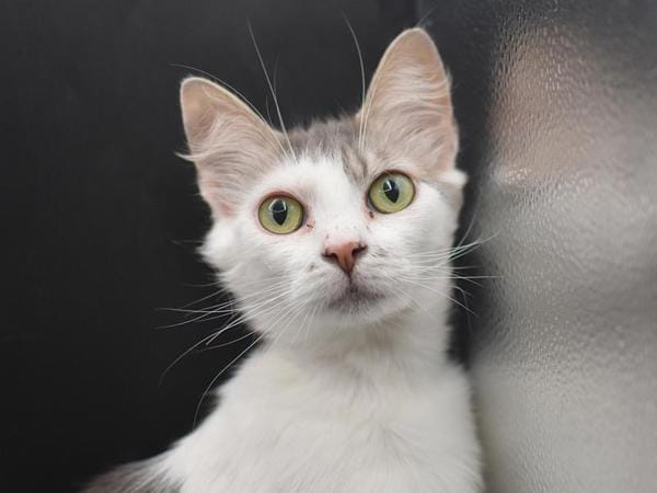 Mia