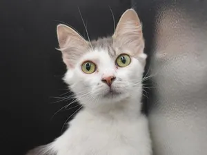 Mia