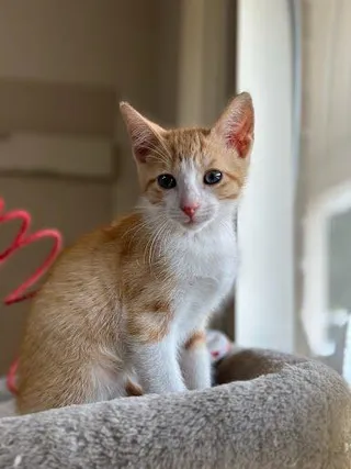Tigger