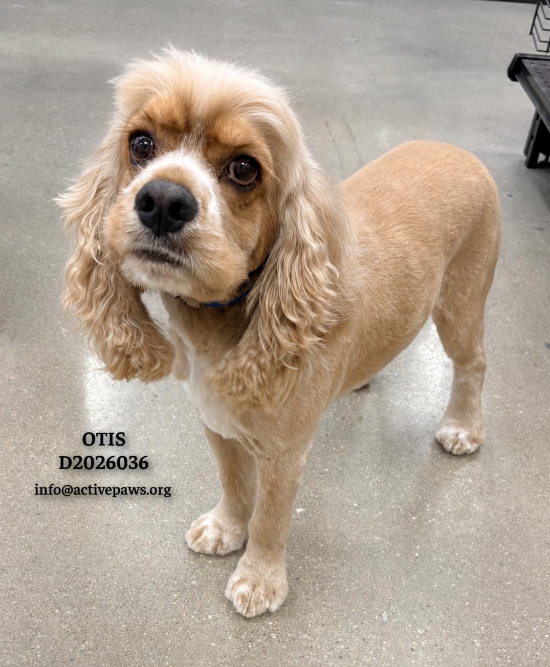Otis