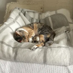Phoebe