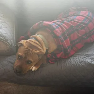Koda