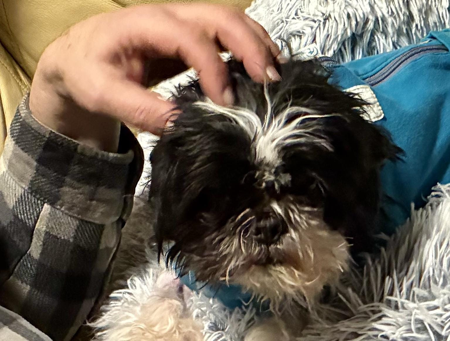 Adopt Cappy Today - Pets TheCountyOffice