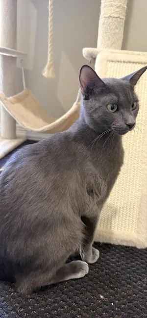 Sheba