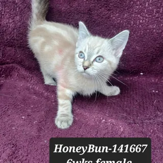 Honeybun