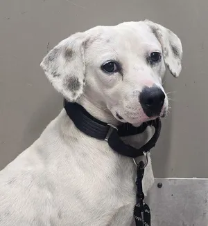 Poppy Seed Beagle