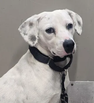Poppy Seed Beagle