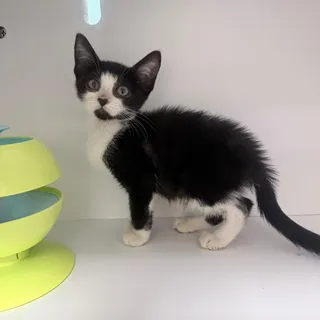 Twinkie