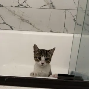Stormo