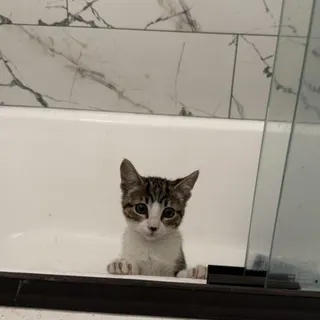 Stormo