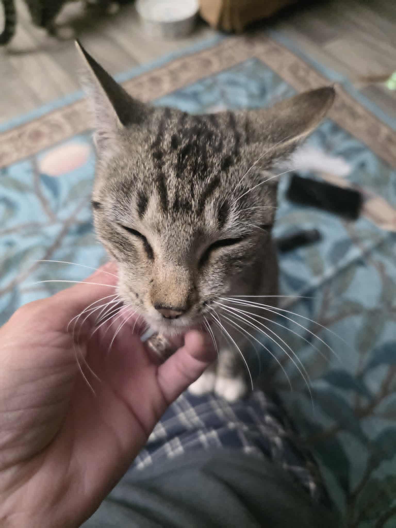 Tawnie