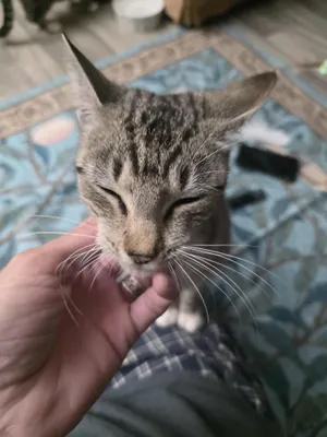 Tawnie
