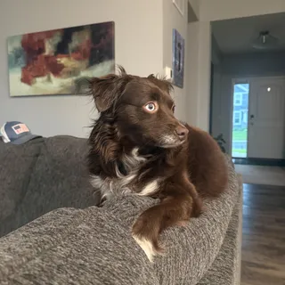 Coco