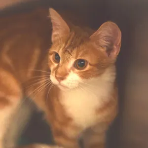 Sunkist (Petsmart Belleville)