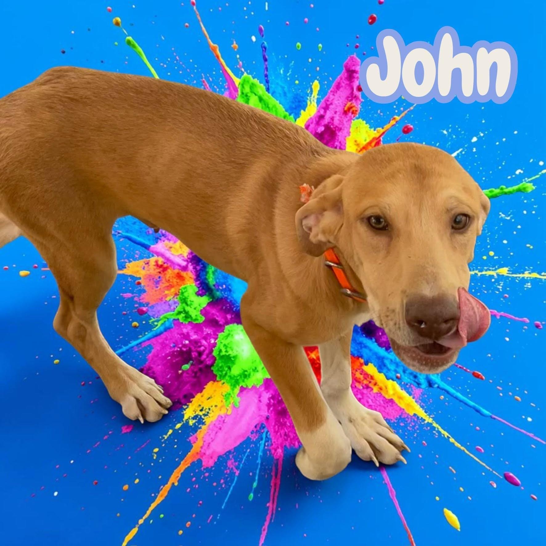 John - sweet, curious, doofy - dog friendly