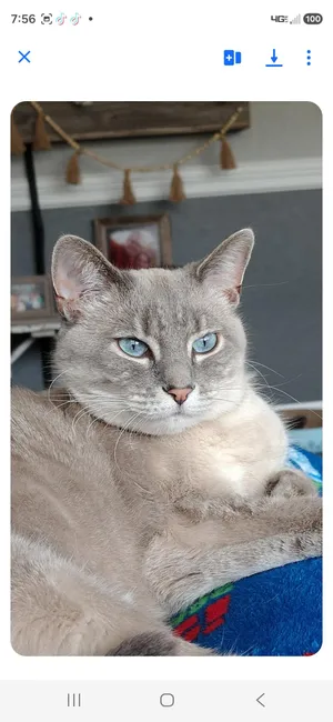 Sofie