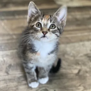 Mel