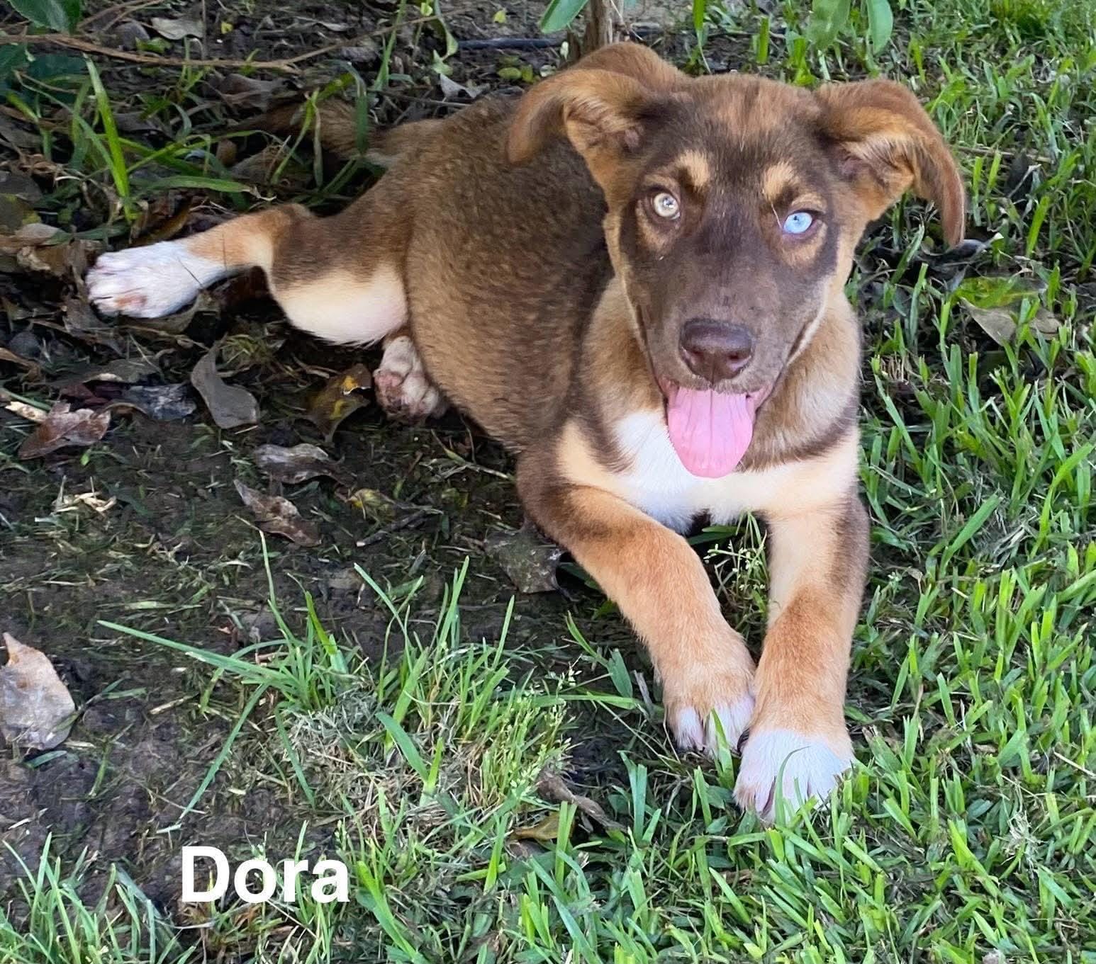 Dora