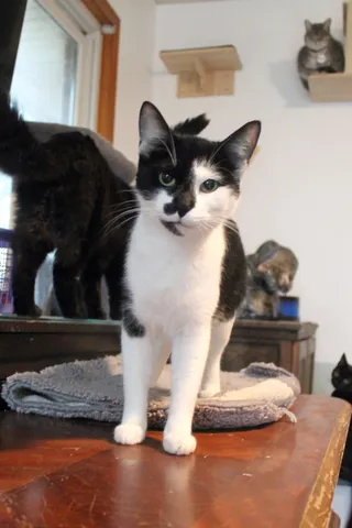 Rosie