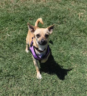 Penny