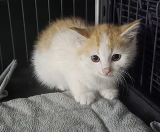 Pennyworth (Kelilah)
