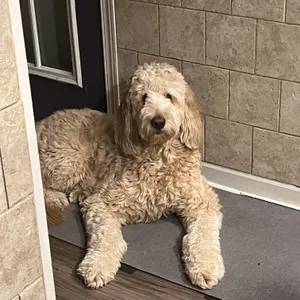 LACIE-ILLINOIS