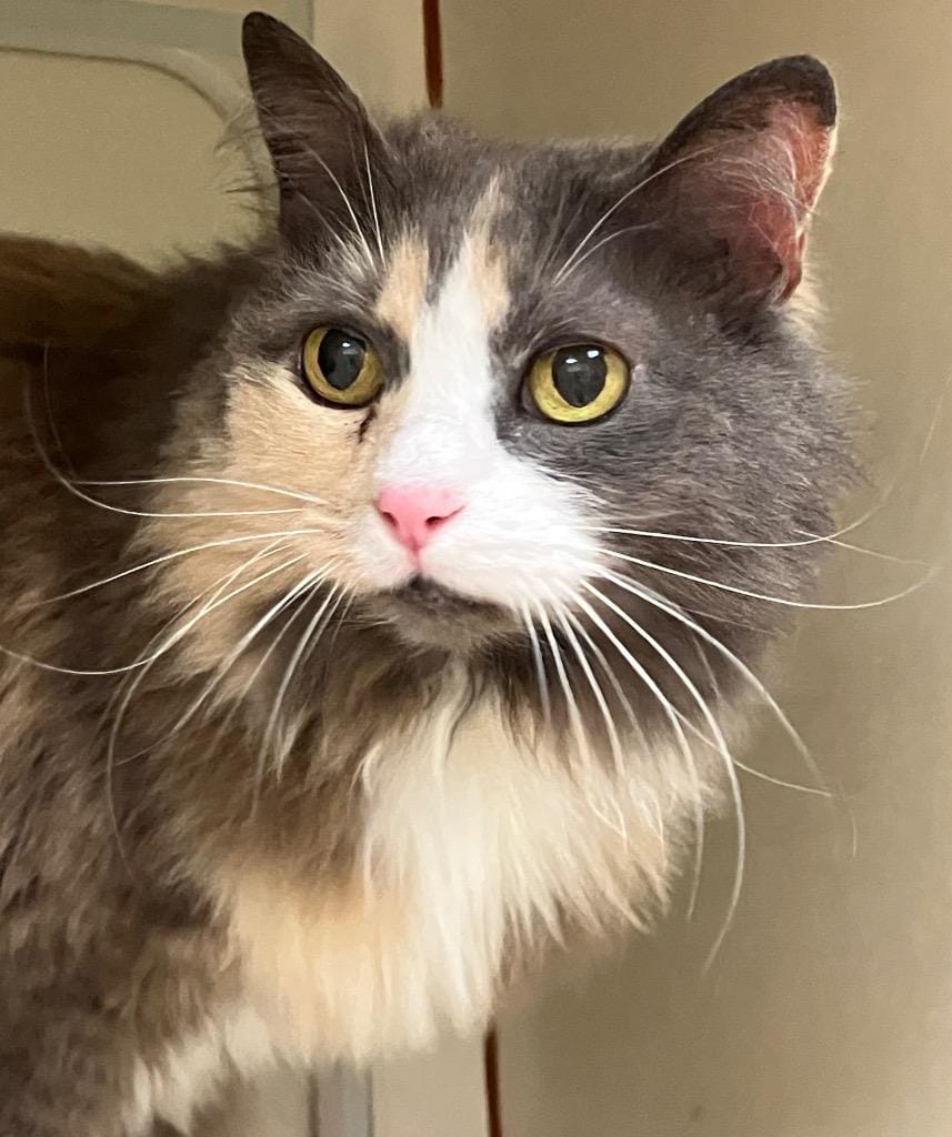 Ophelia (Ima) *Sponsored senior