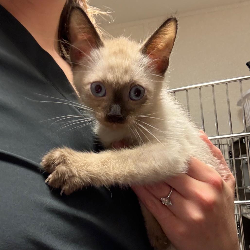 Peanut