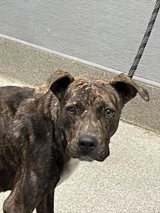 ELLA