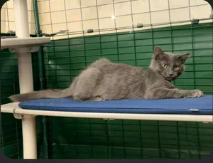 Nimbus (red collar)