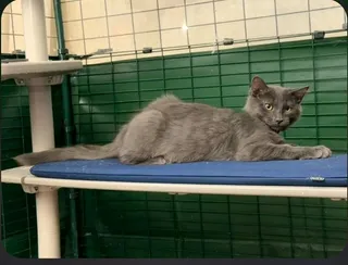 Nimbus (red collar)