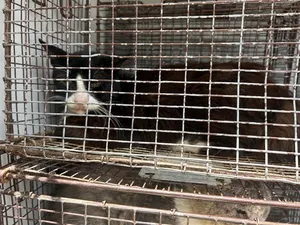 A658442