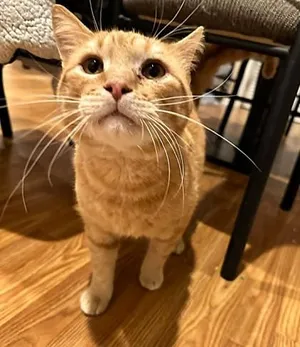 Henry