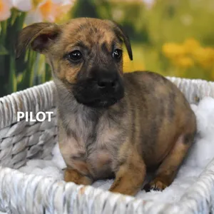 Pilot