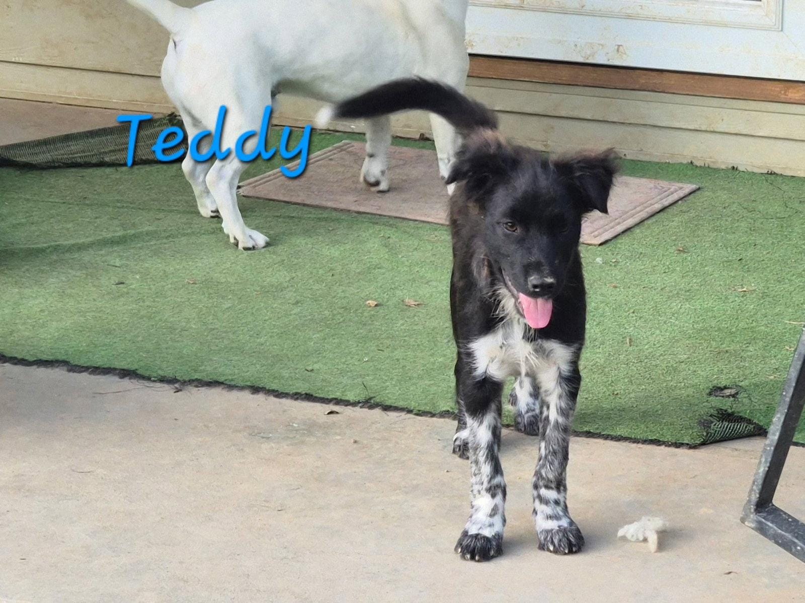 Teddy