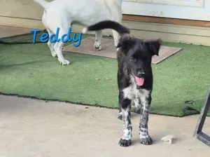 Teddy