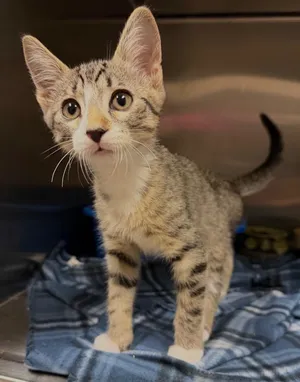 Velcro (Petsmart)