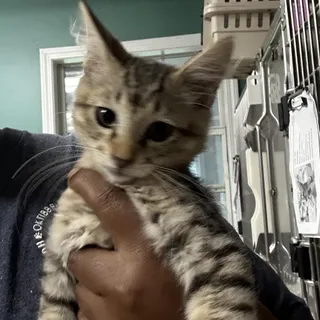 Salami