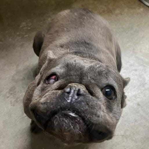 26-760 Frenchie