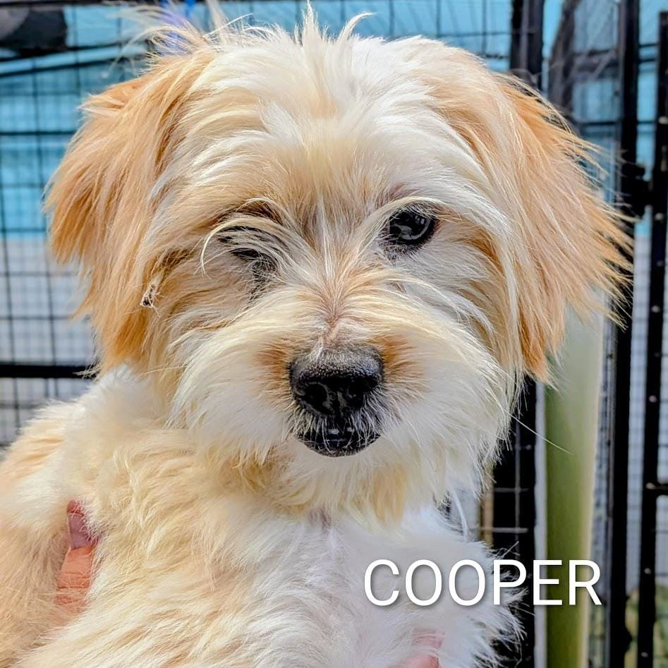 Cooper