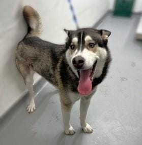 Sid