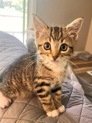 MR. MITTENS