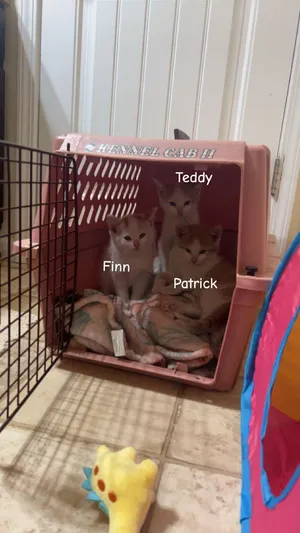 Finn