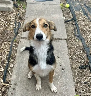 Lassie