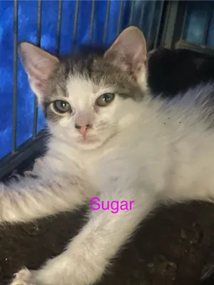 Sugar